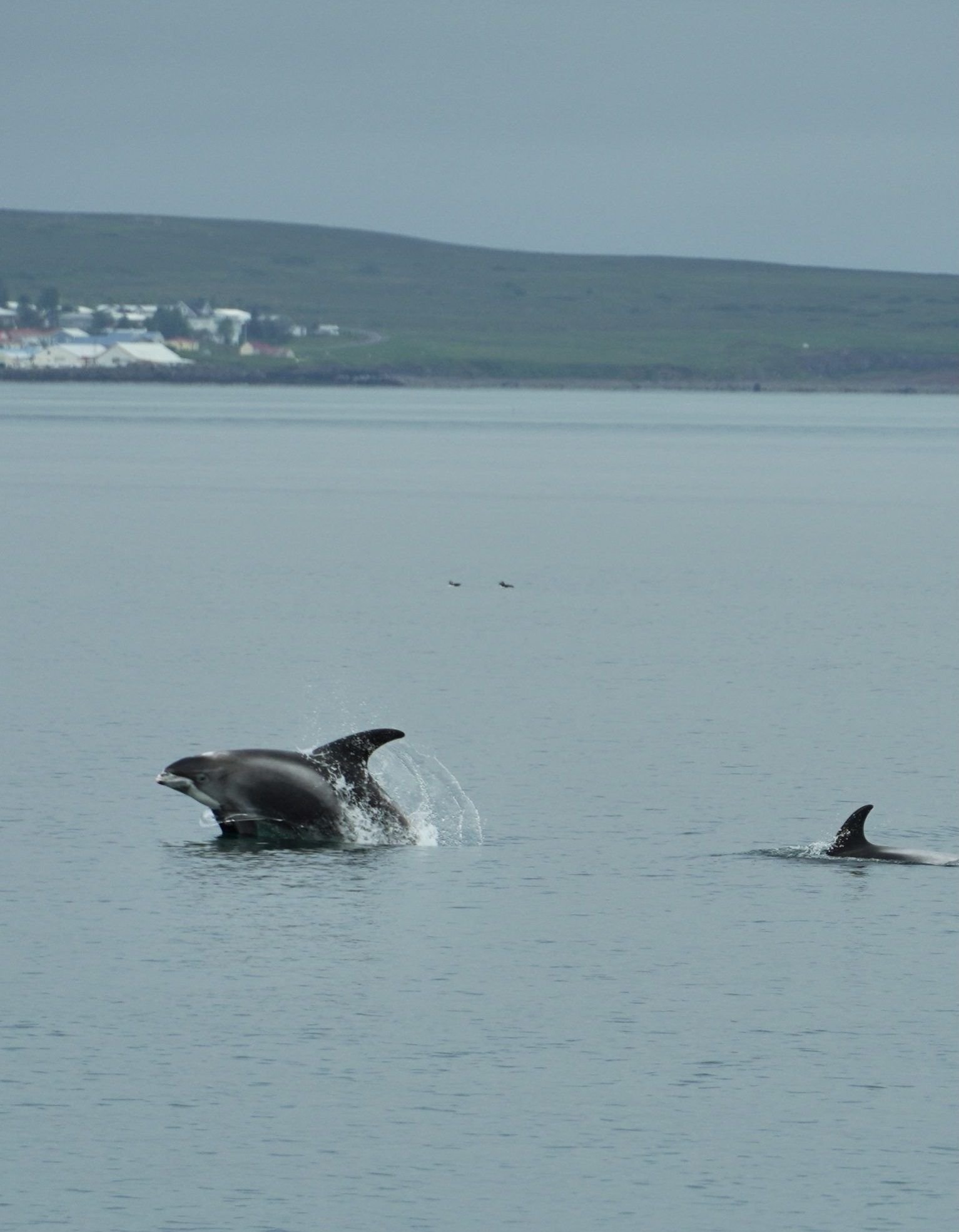 avistamiento de ballenas en islandia, mejores tours para ver Ballenas