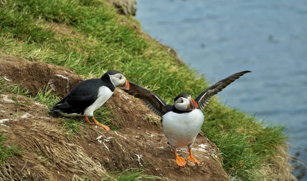 ver frailecillos en islandia