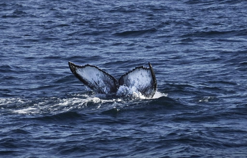 Avistamieno de ballenas en Islandia, todo lo que tienes que saber