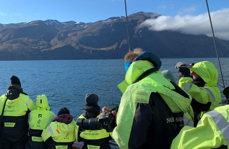 avistar ballenas en islandia, mejores tours