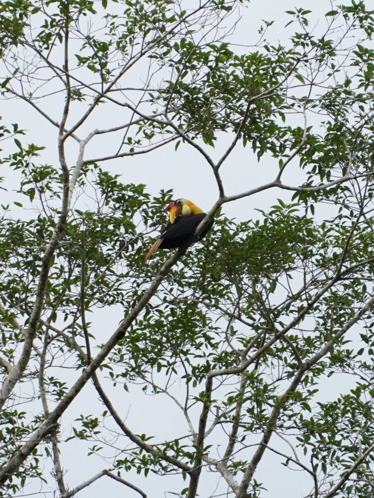 Cómo visitar el río Kinabatangan por libre