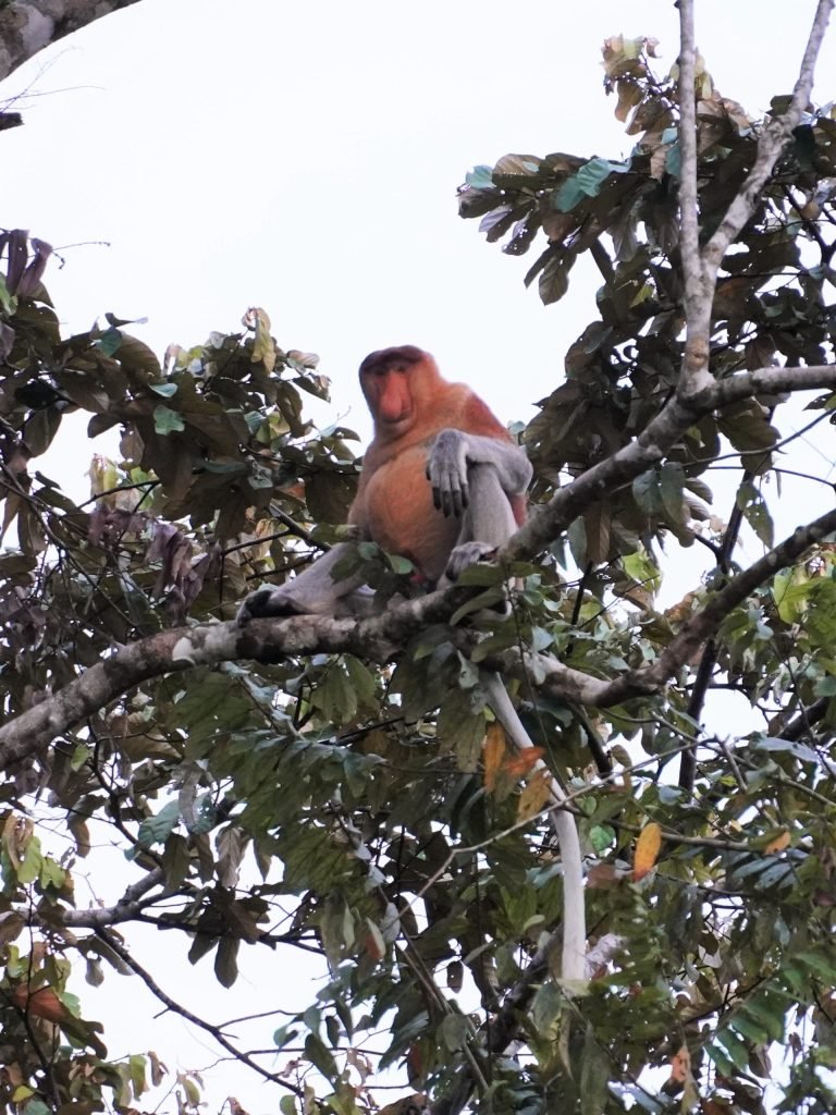 Cómo visitar el río Kinabatangan por libre