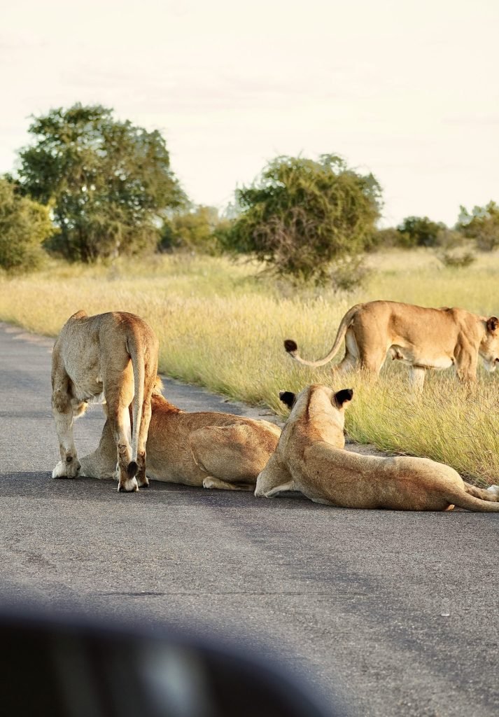 leonas-kruger-safari-por-libre