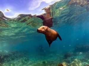 Nadar con leones marinos en Sudáfrica