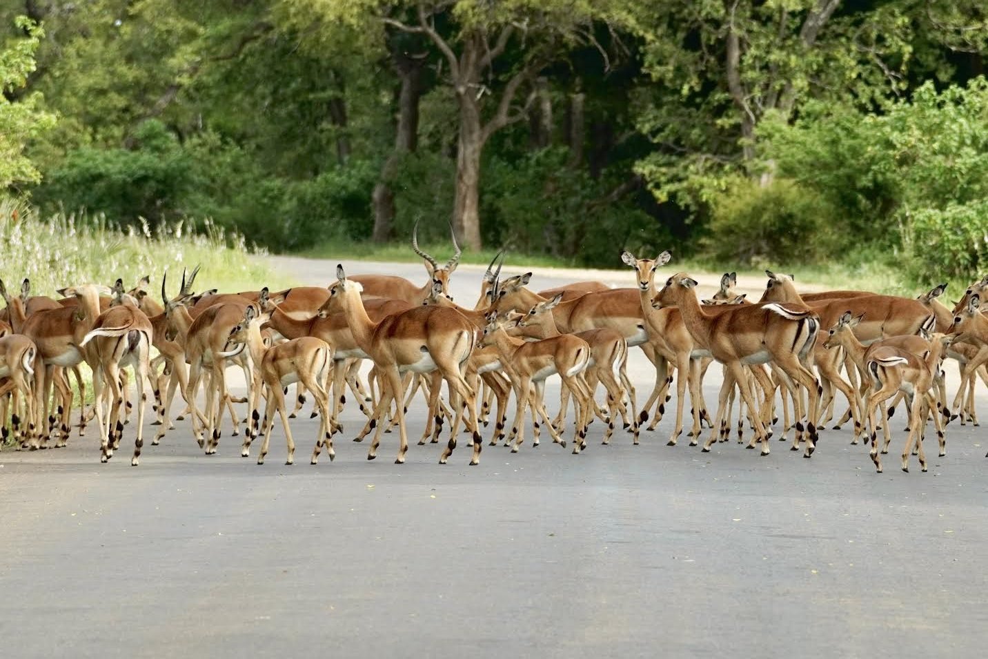 imapalas-safari-por-libre-kruger