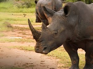 que-hacer-en-esuatini-ver-rinocerontes