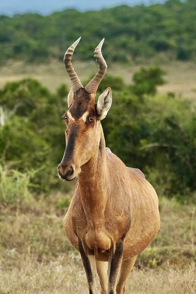 Animales de Sudáfrica