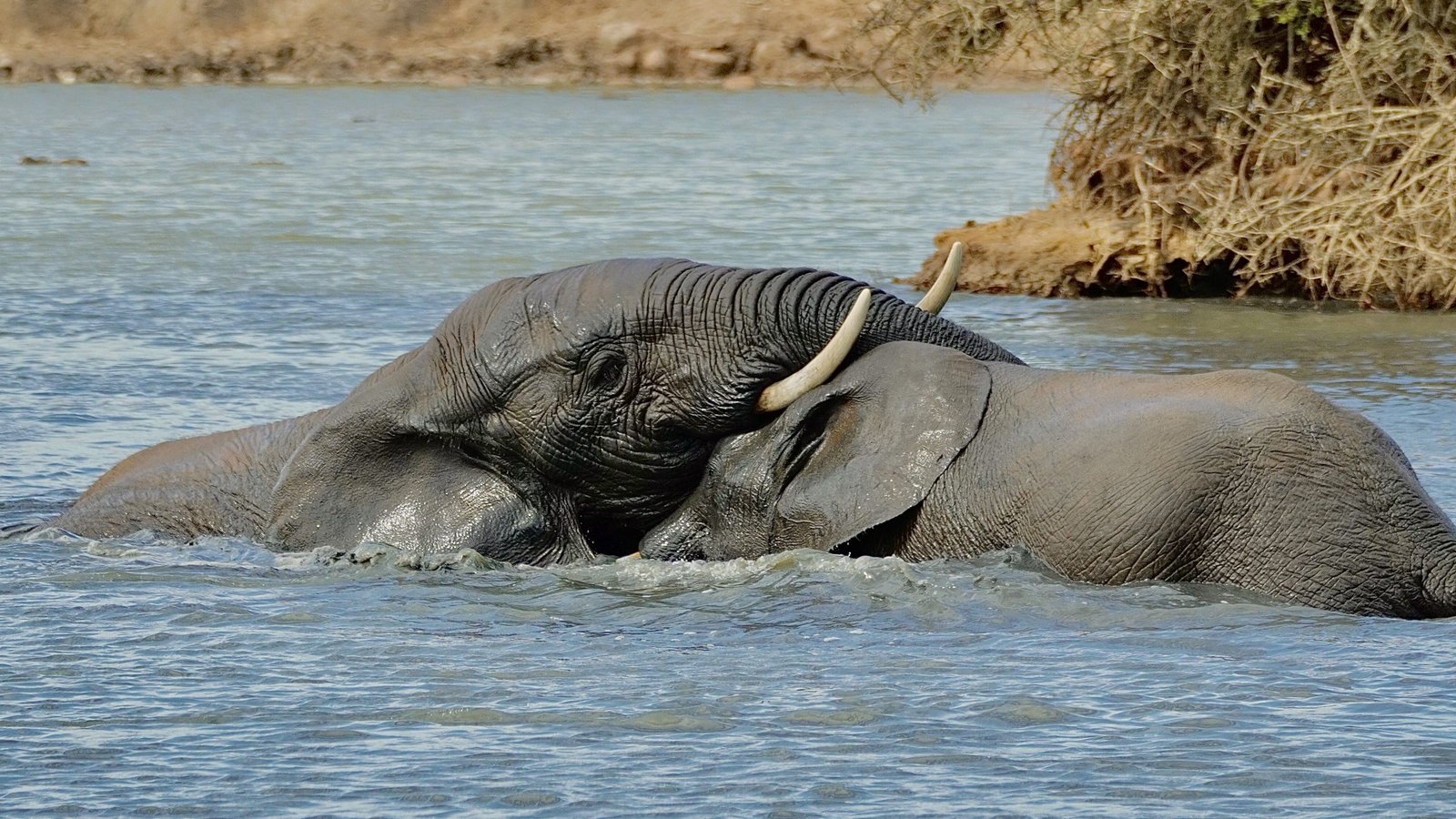 elefante-bañandose-addo