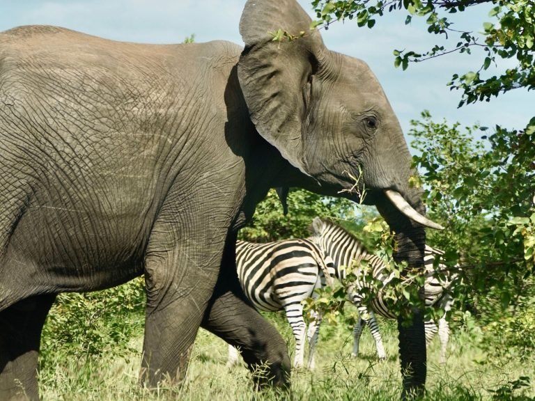 ruta por sudafrica en 15 dias