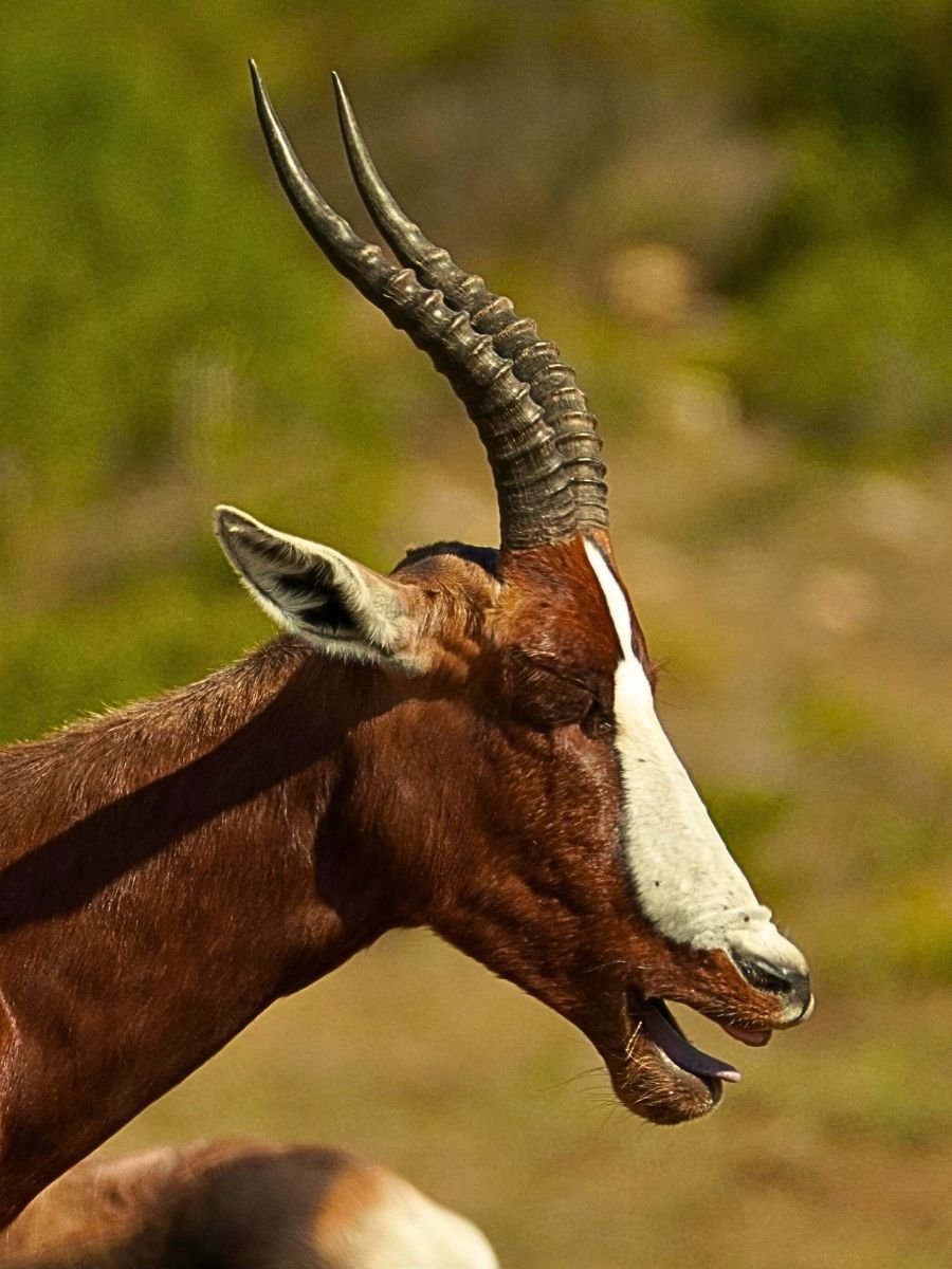 que hacer en la ruta jardin, visitar De Hoop