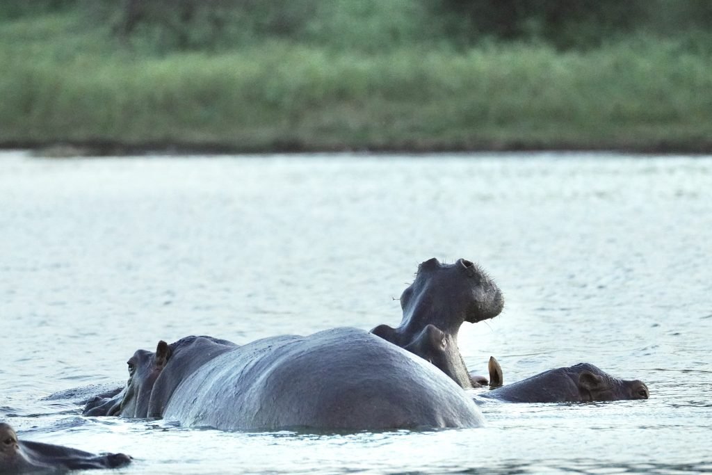 hipopotamo-isimangaliso-sudafrica