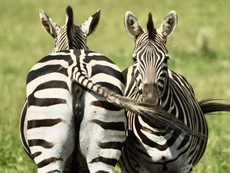 Sudáfrica en 10 días