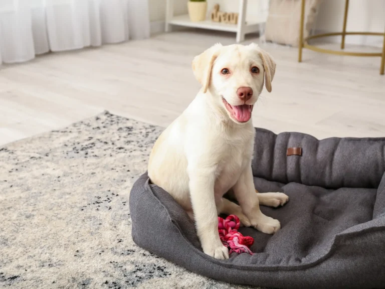 codigo descuento trustedhousesitter