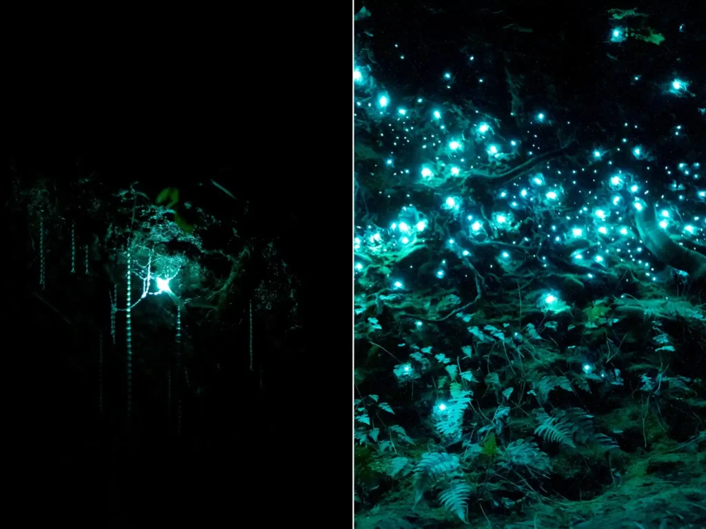 gusanos-luz-nueva-zelanda glowworms