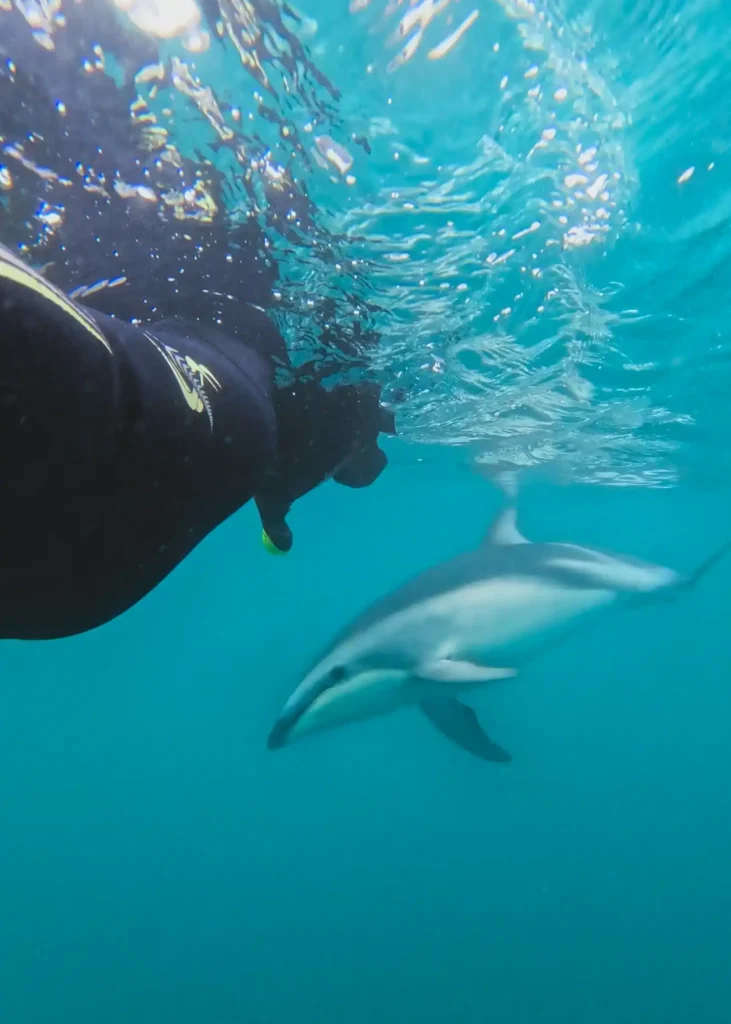 donde ver ballenas en Nueva Zelanda