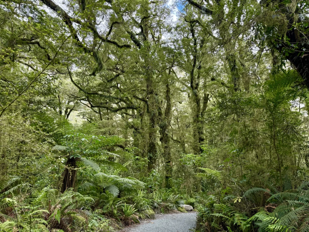 Que ver en la carretera del Milford Sound