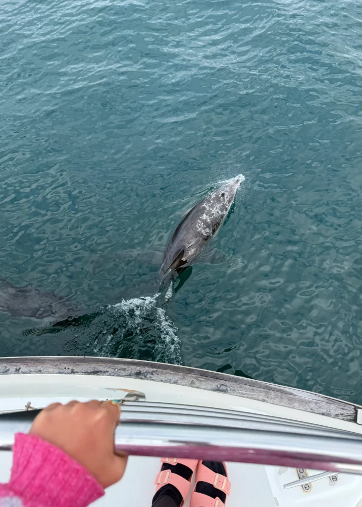 donde ver ballenas en Nueva Zelanda