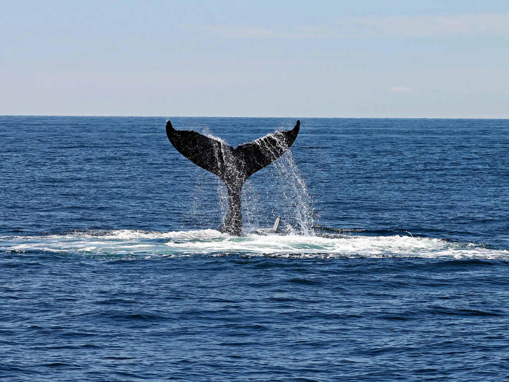 donde ver ballenas en Nueva Zelanda