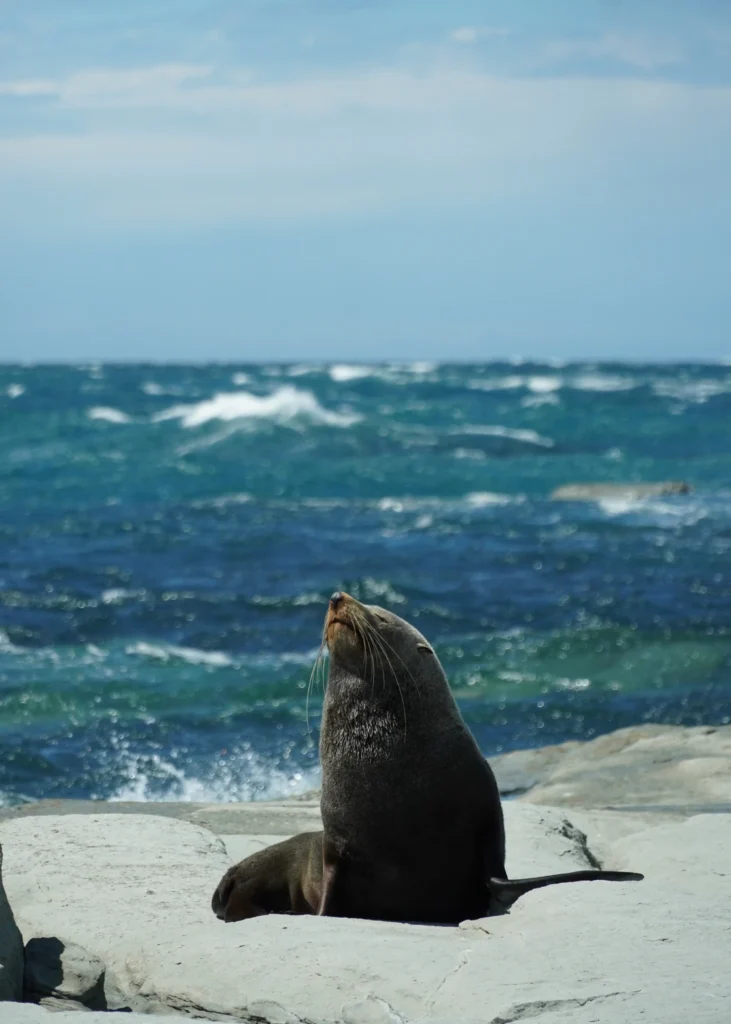 kaikoura