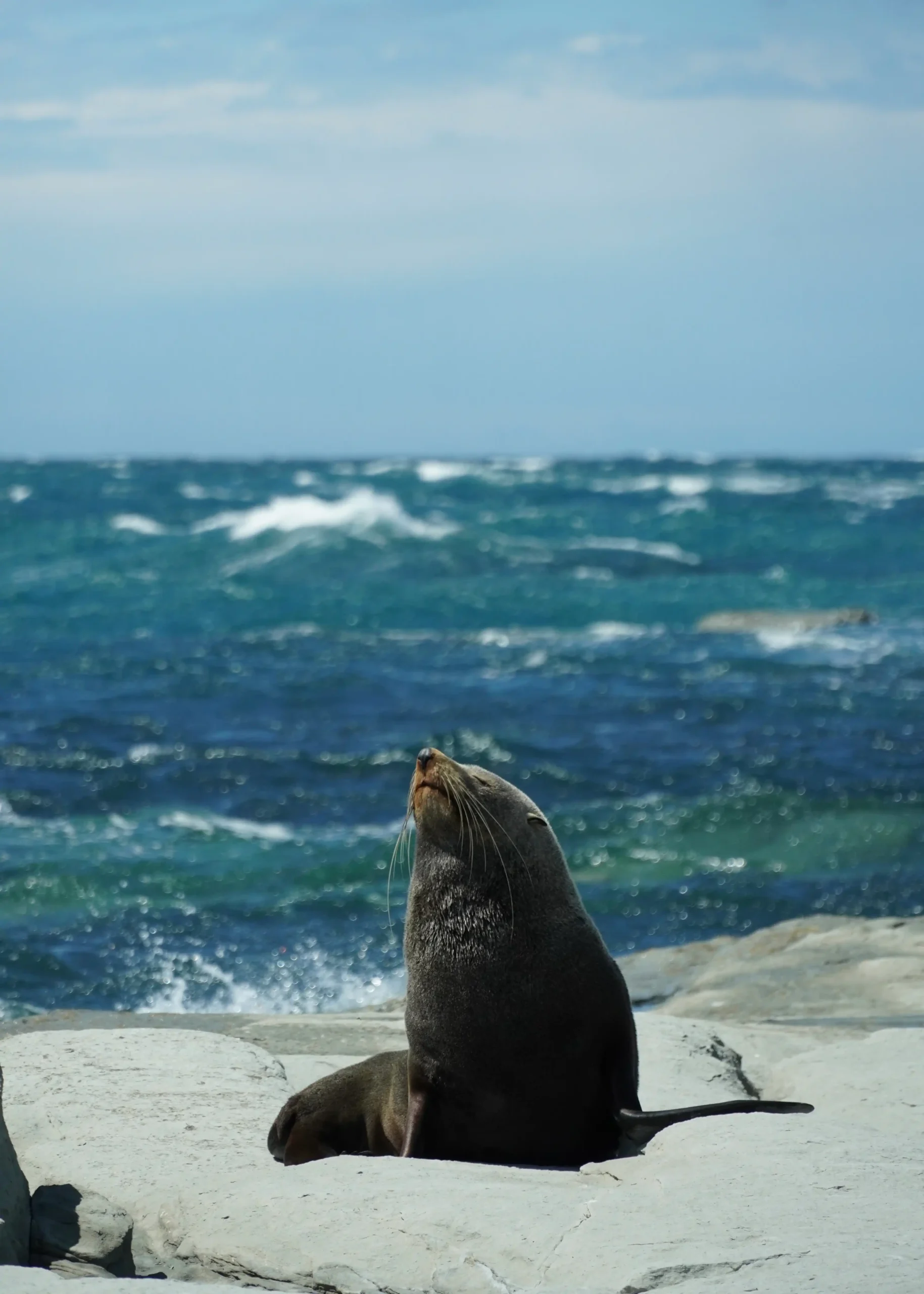 kaikoura león marino en kaikoura