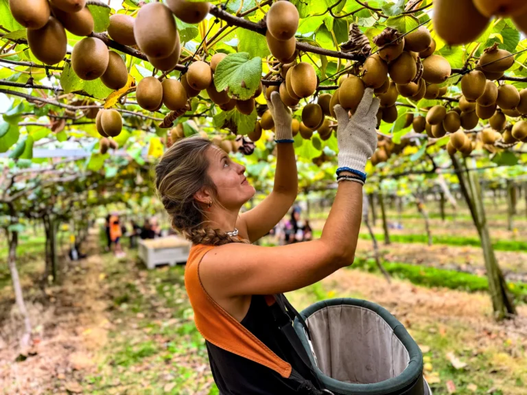 recogiendo kiwis en Nueva Zelanda