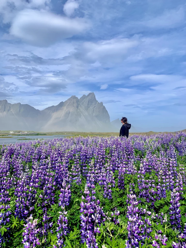 donde-ver-lupino donde ver lupino en islandia