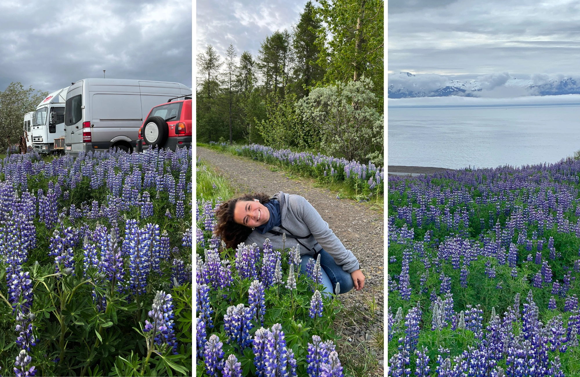 lupino-islandia donde ver lupino en islandia