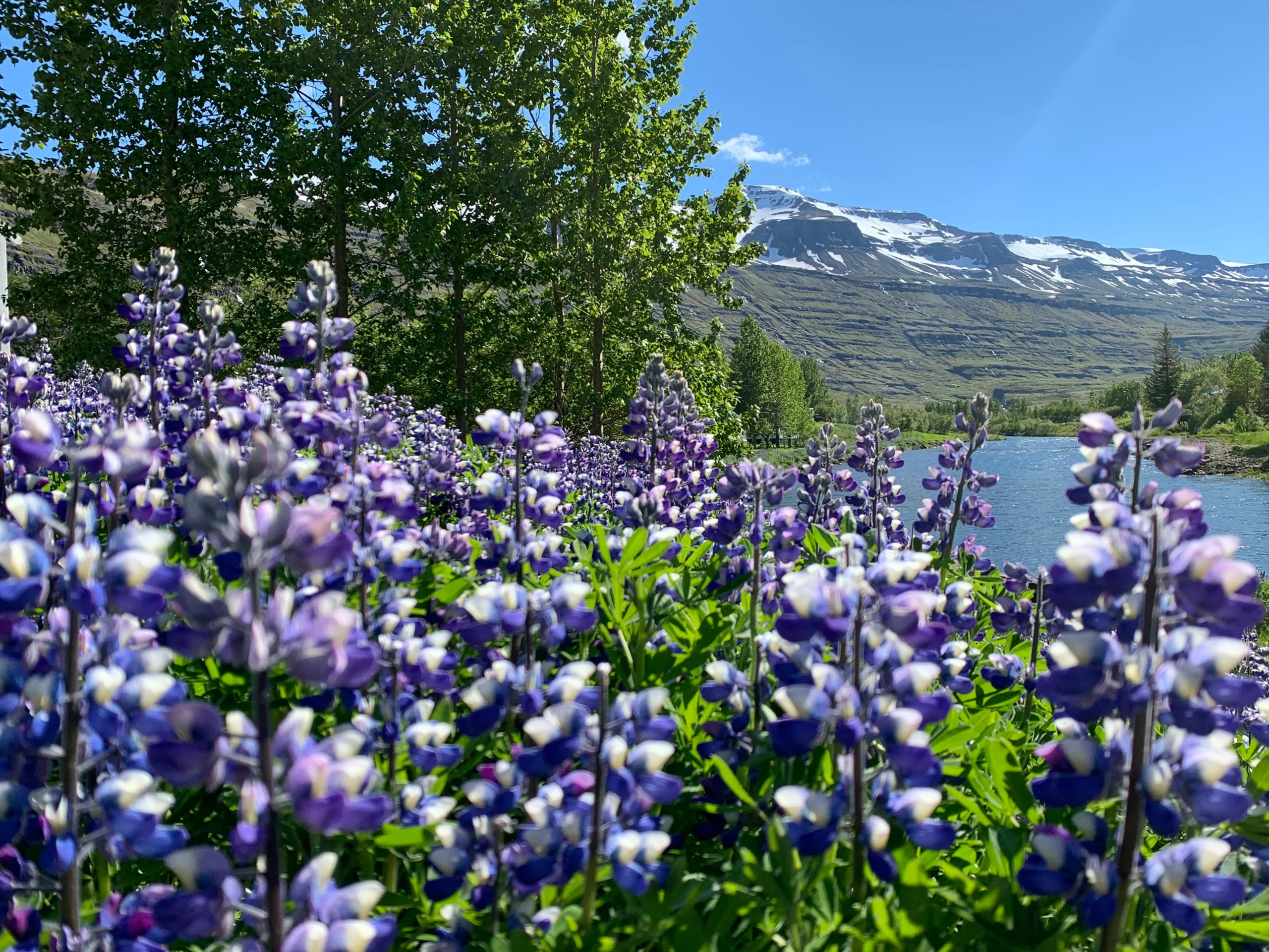 lupino-islandia donde ver lupino en islandia