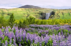 donde ver lupino en islandia