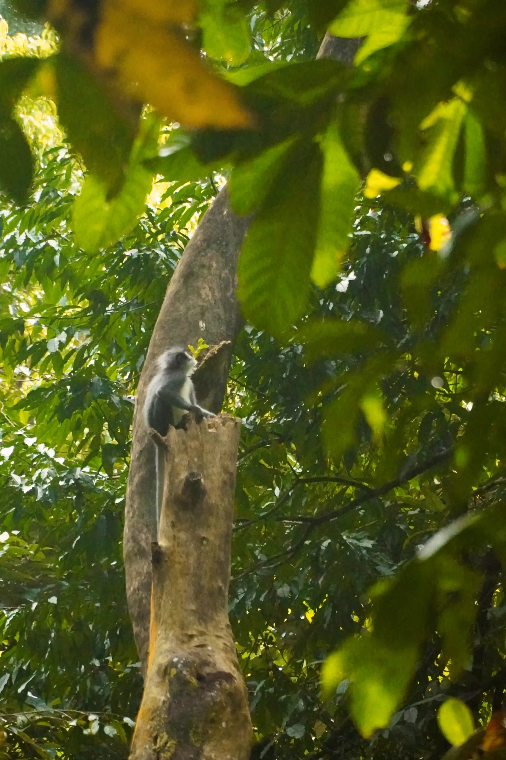 Trekking con orangutanes en sumatra