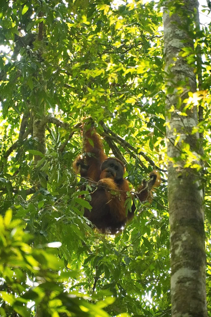 ruta-sumatra-15-dias Trekking con orangutanes en sumatra