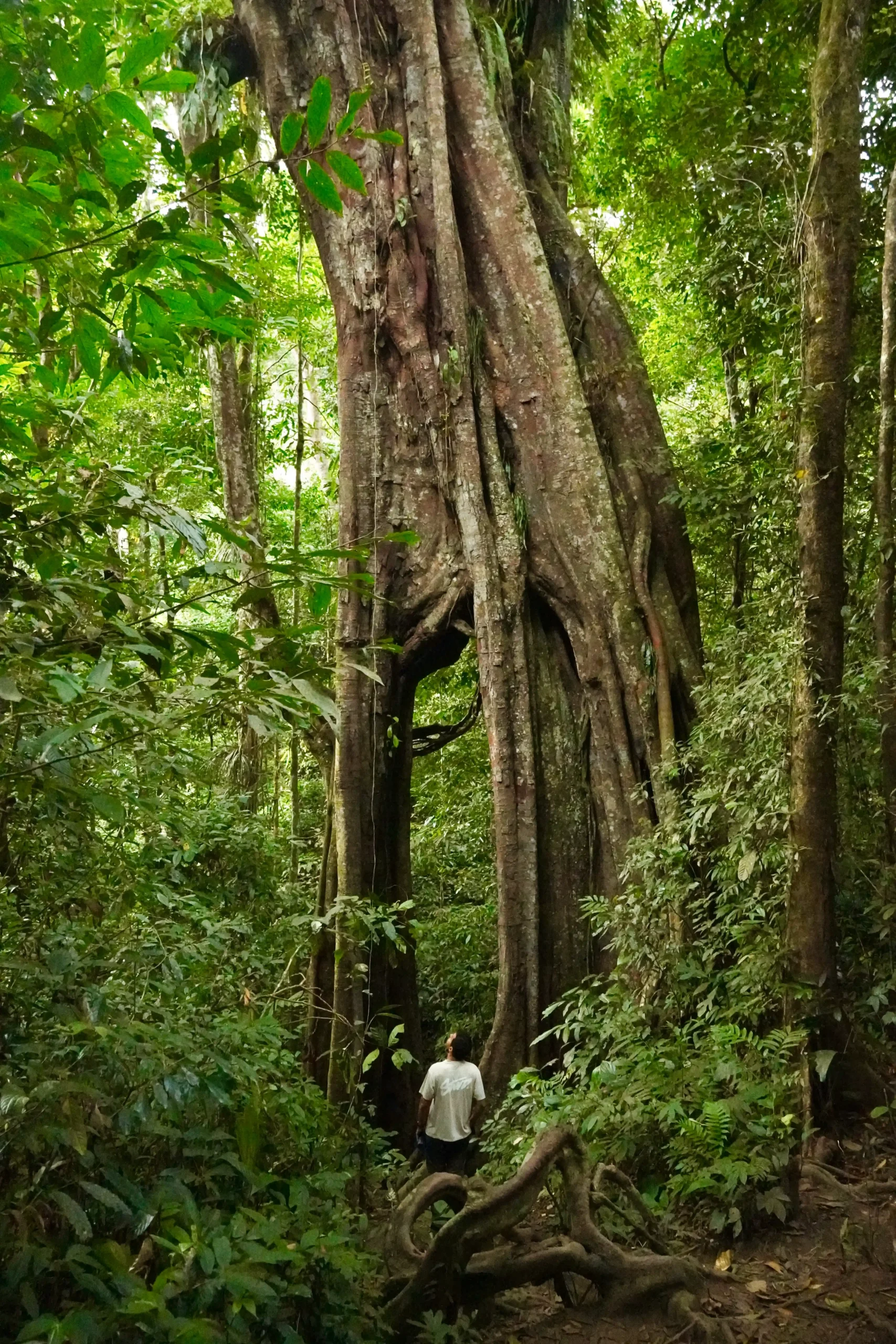 trekking-orangutanes-donde Trekking con orangutanes en sumatra