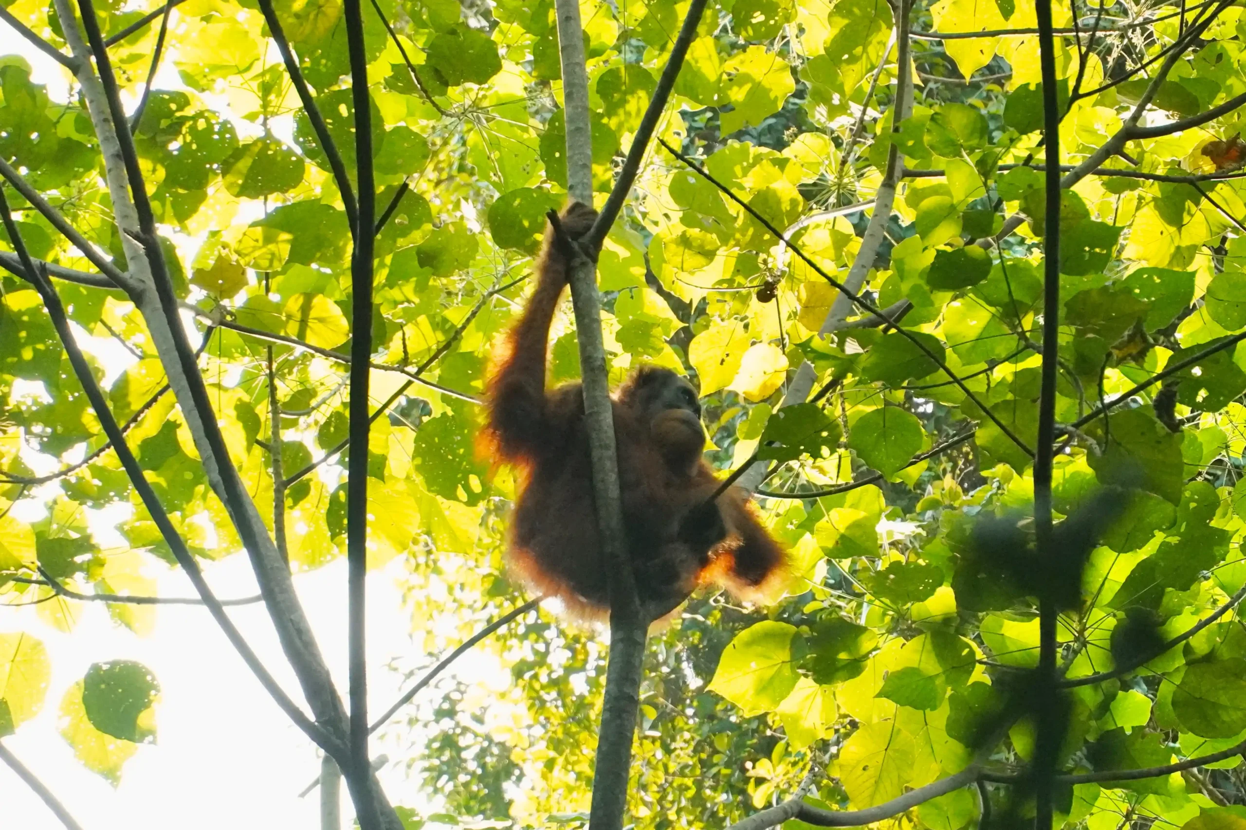 trekking-orangutanes-ketambe ruta por sumatra en 15 días