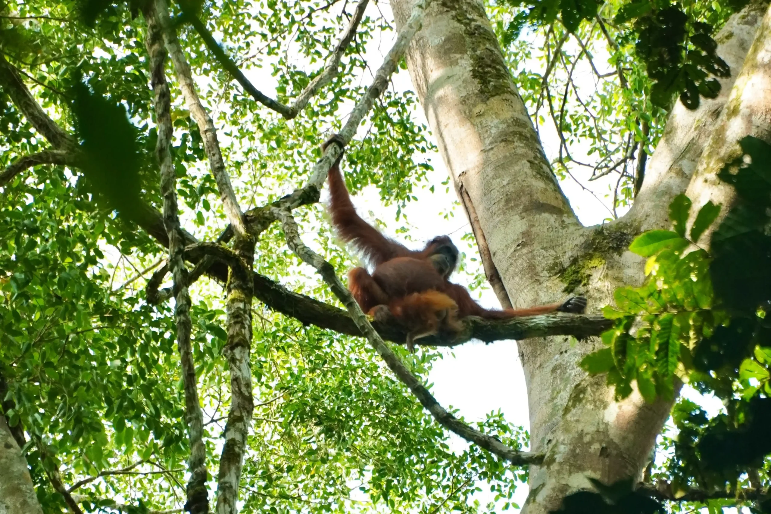 trekking con orangutanes Sumatra