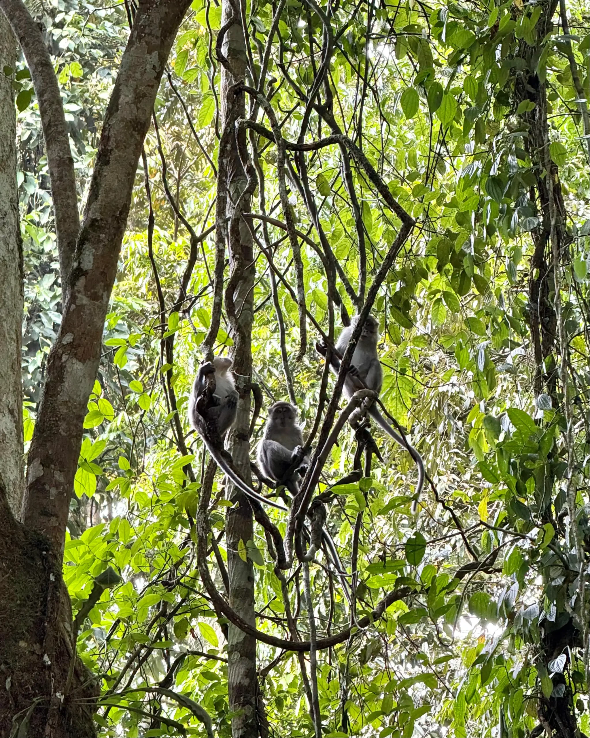 trekking con orangutanes en Ketambe