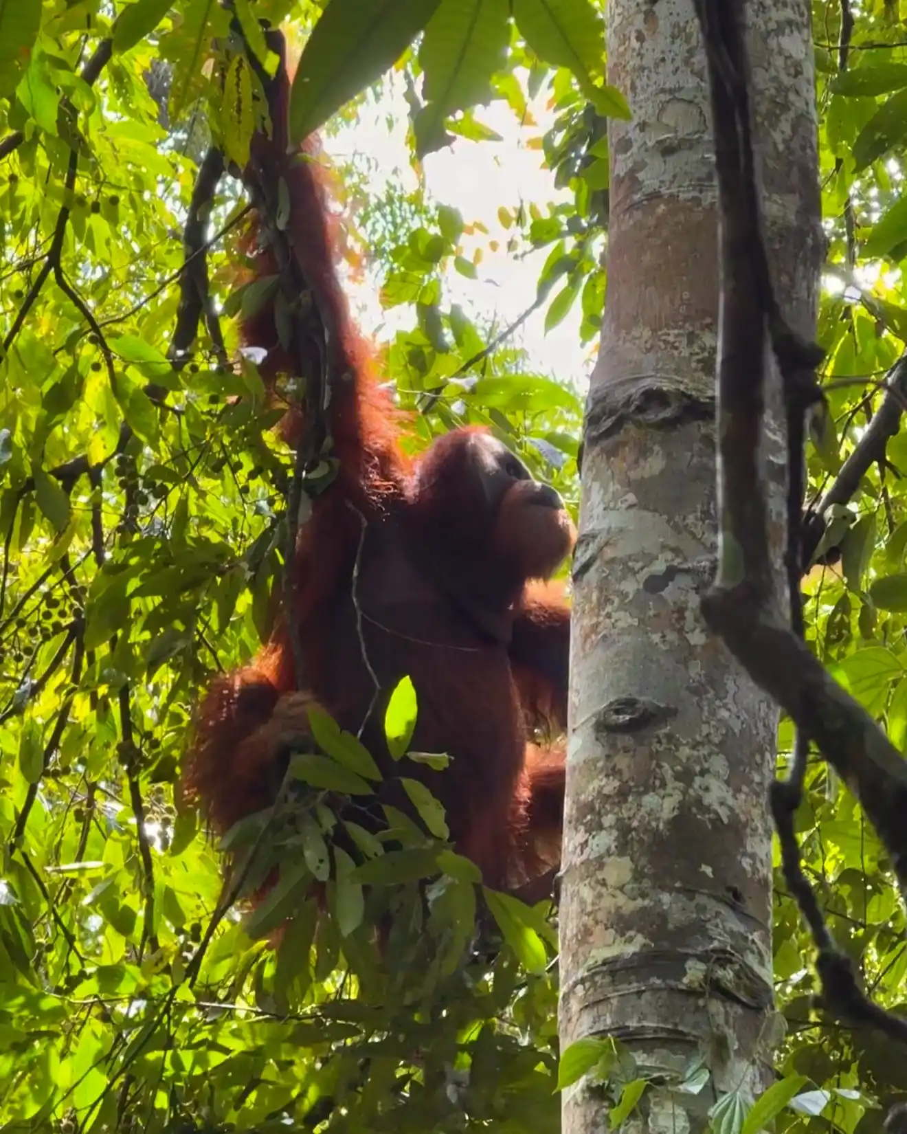 trekking con orangutanes en Sumatra