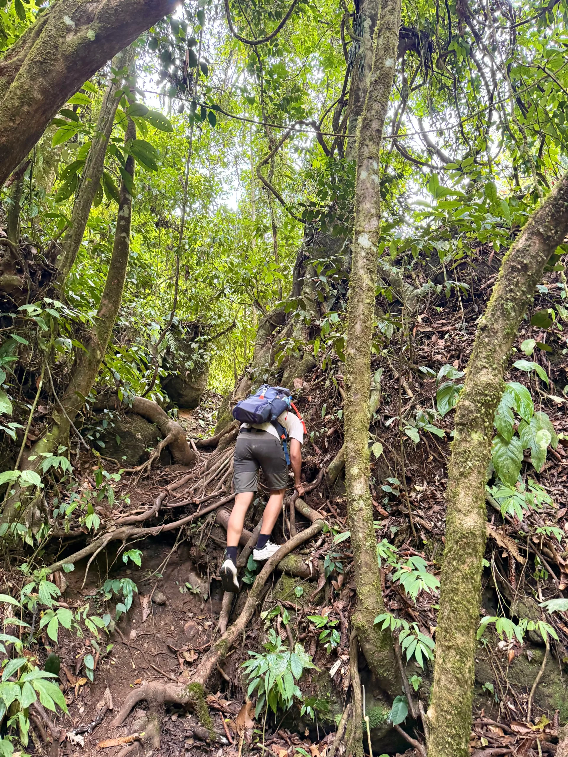 trekking con orangutanes en Ketambe