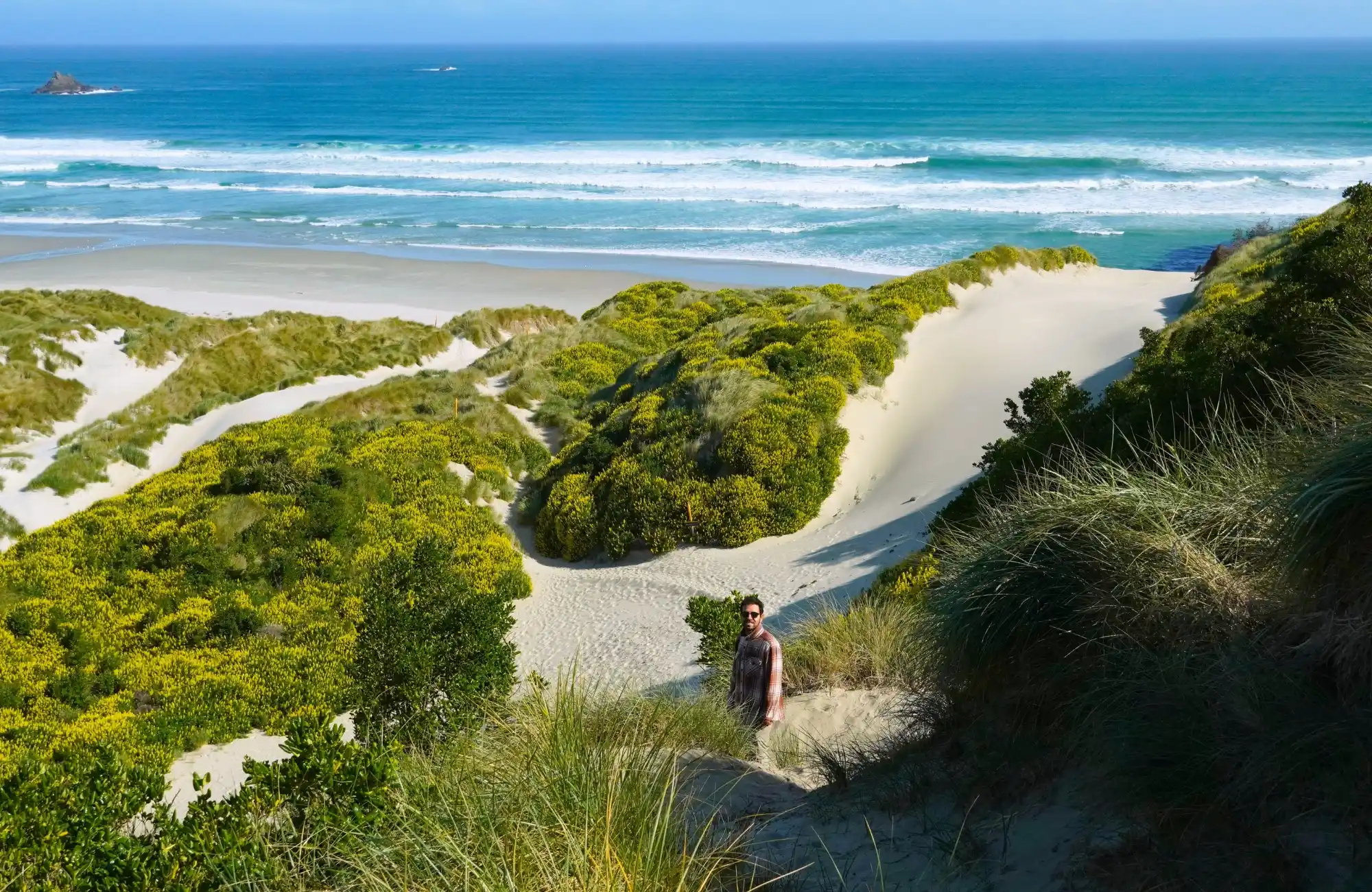 Sandy-Bay-Dunedin-Otago Playa de sandy Bay en Dunedin donde ver leones marinos