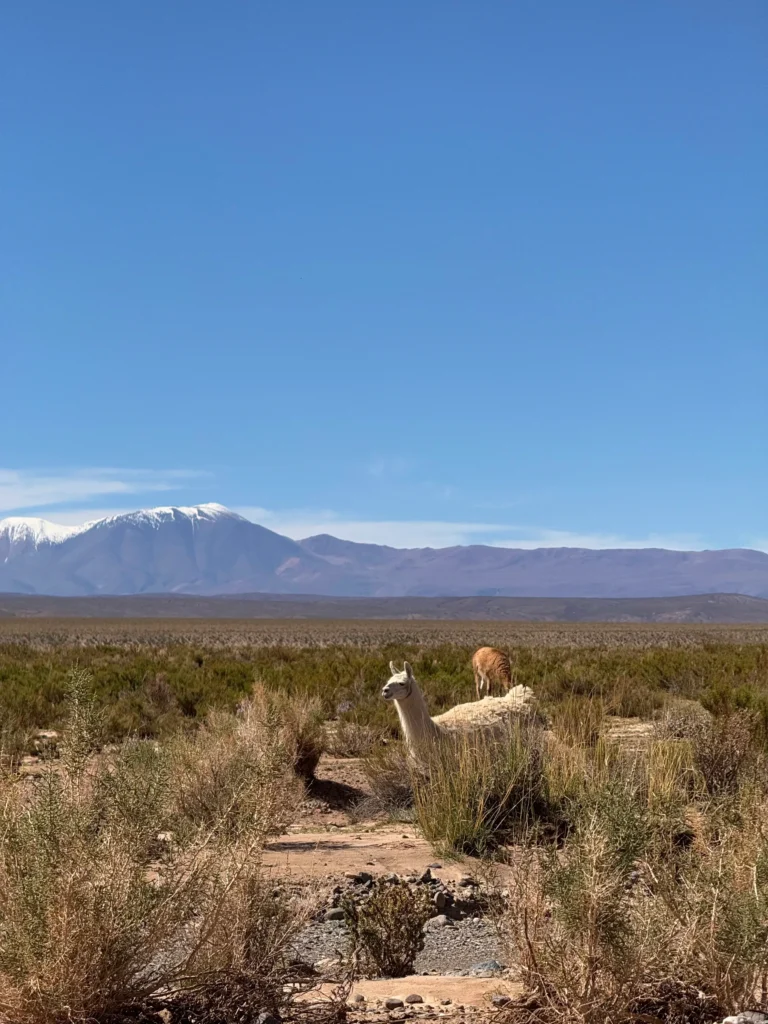 paisajes carretera que ver en Salta y Jujuy