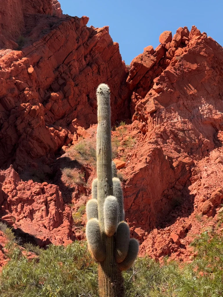cactus tipo cardones que ver en Salta y Jujuy