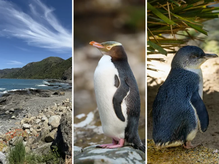 pingüinos de nueva zelanda