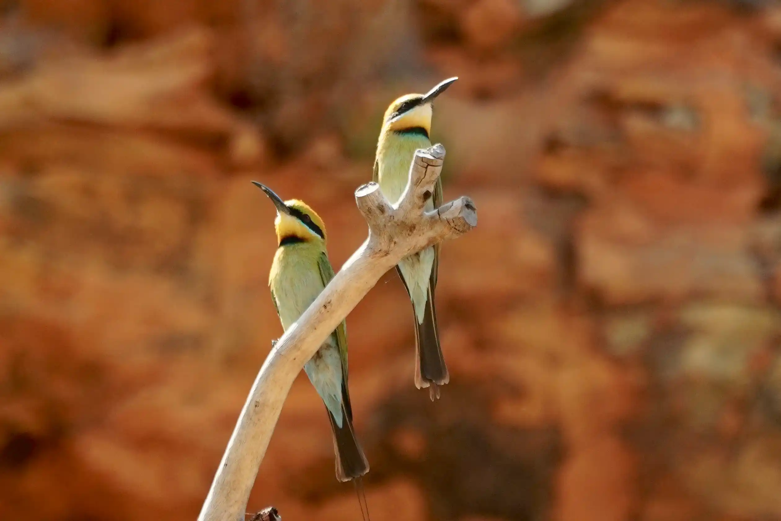 australia-pajatos-outback Rainbow bee-eater en el outback australiano