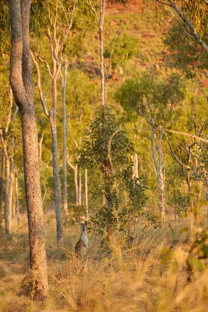 fauna-purnululu-national-park Canguro en los senderos de Purnululu National park