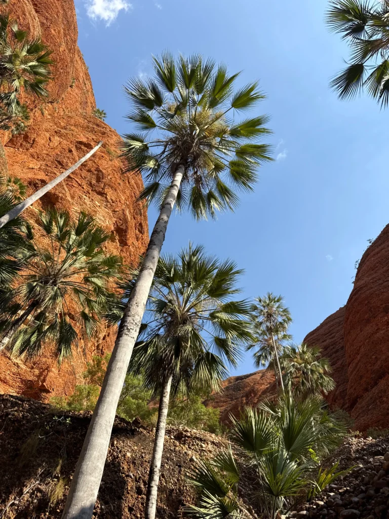 palm-gorges-purnululu Palmera Livestona en el outback Australiano