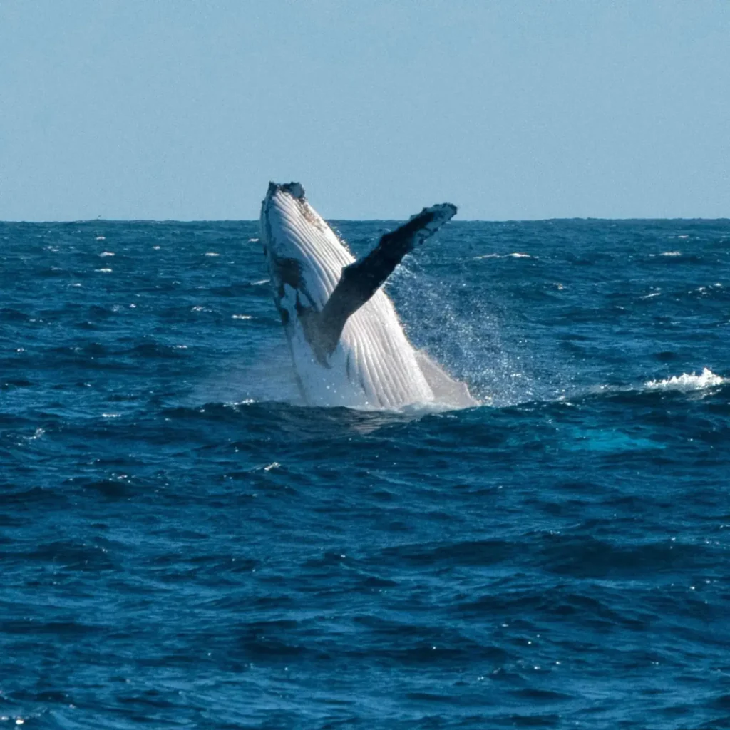 ballena-western-australia ballena saltando en Western Australia