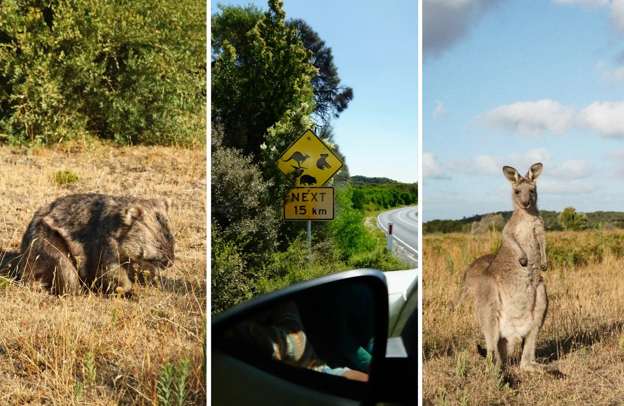 fauna-wilsons-pomontory. Wombat y canguro en el Wilson's Promontory National Park