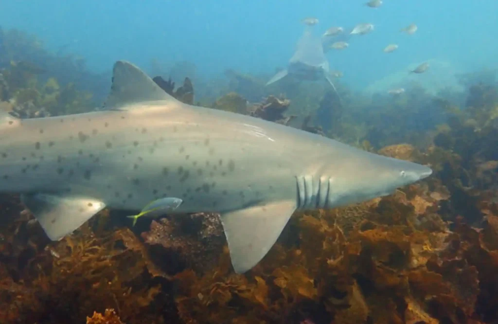grey-nurse-shark-nsw Grey Nurse Shark en la reserva haciendo snorkel