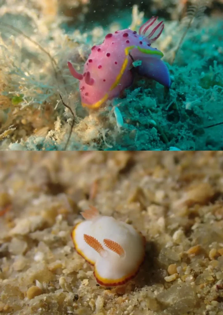 nudi-perhentian algunos de los nudis que puedes ver buceando