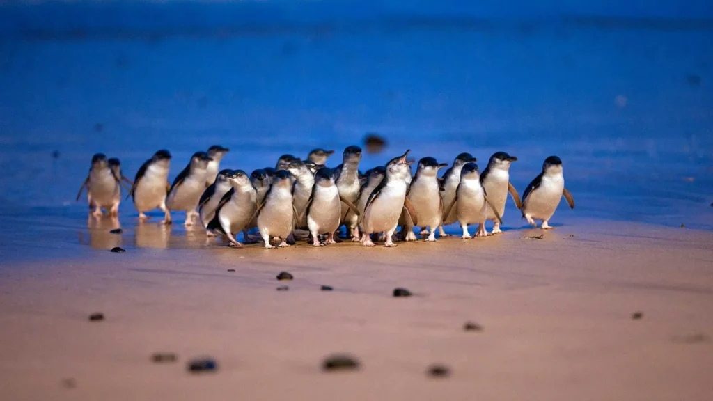 pinguinos-philip-island pingüinos azules volviendo a sus nidos en Philip Island
