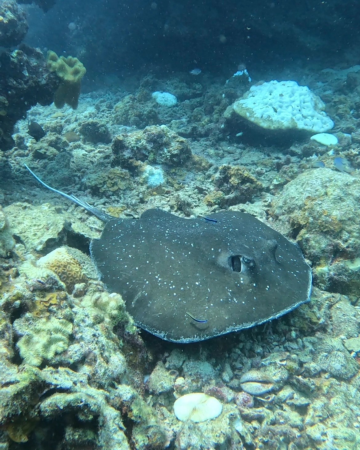 underwater-perhentian Raya en D'Lagoon, perhentian